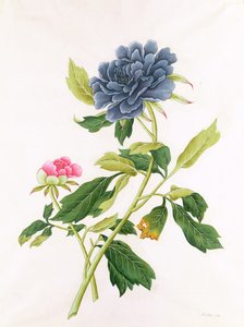 牡丹 作： ゲオルグ・ディオニシウス・エーレット